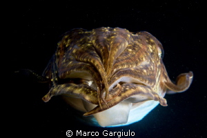 Mediterranean Cuttlefish Sepia officinalis, night dive
N... by Marco Gargiulo 